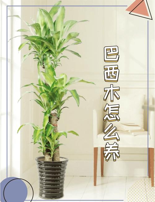 巴西木的养殖方法和注意事项?巴西木的养殖方法和注意事项水养?-第7张图片-优品飞百科 巴西木的养殖方法和注意事项?巴西木的养殖方法和注意事项水养?-第7张图片-优品飞百科