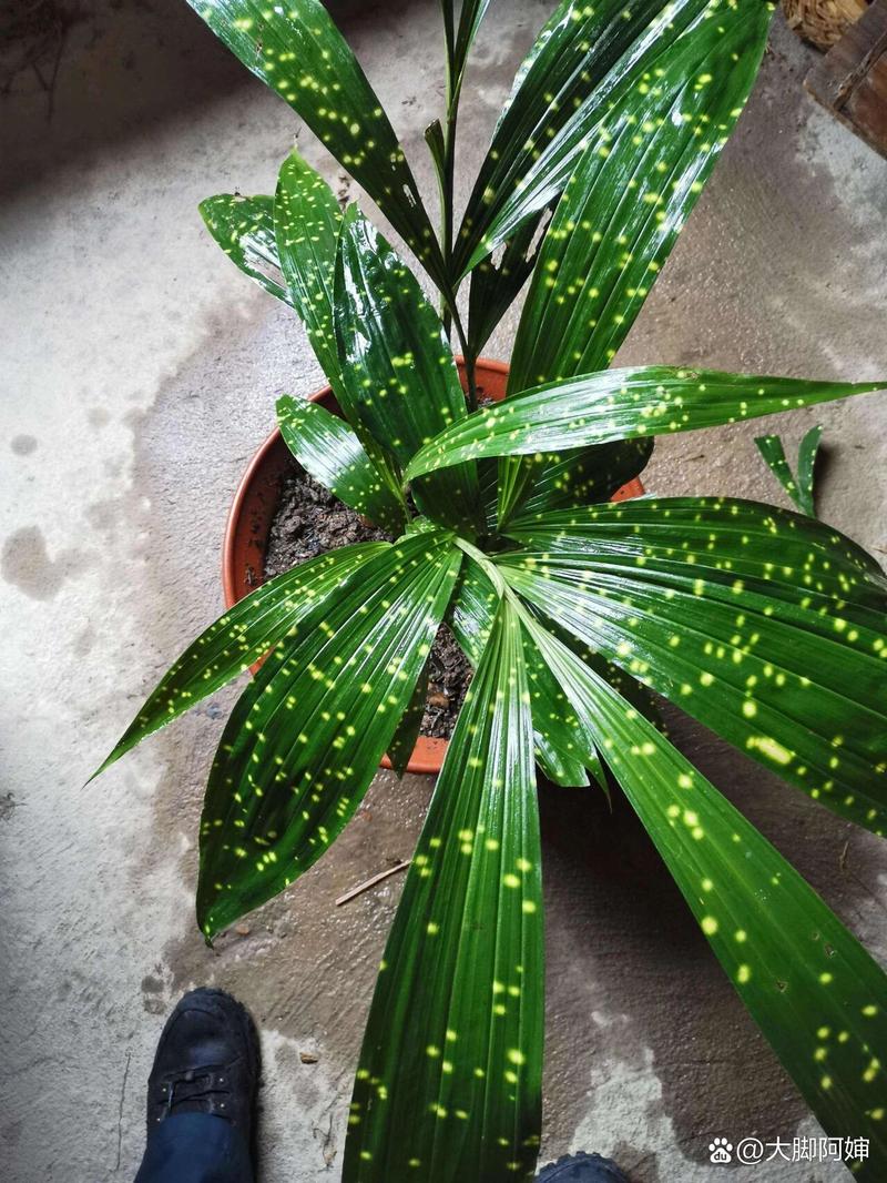 黄花鹤顶兰怎么分株，黄花鹤顶兰的根部样子-第1张图片-优品飞百科