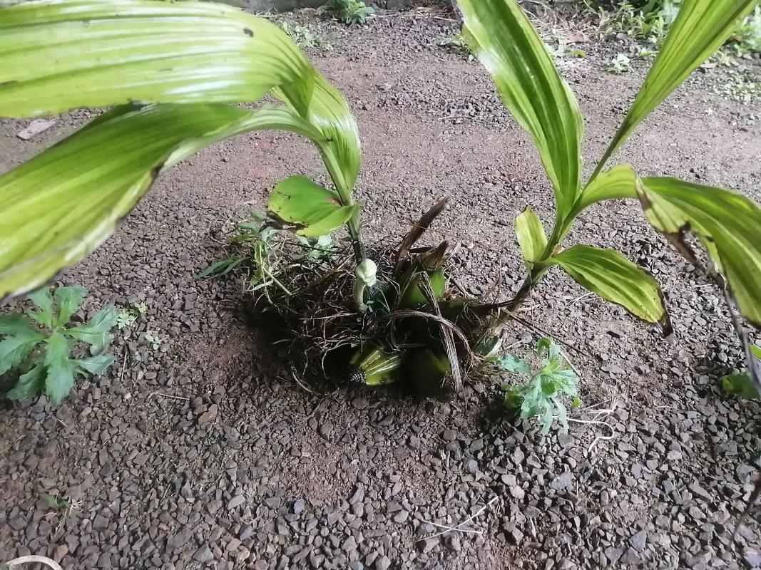 黄花鹤顶兰怎么分株，黄花鹤顶兰的根部样子-第2张图片-优品飞百科