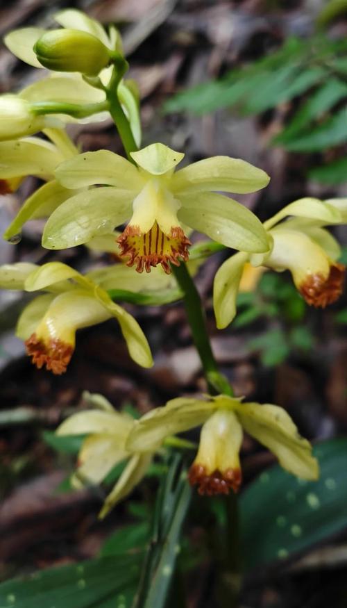 黄花鹤顶兰怎么分株，黄花鹤顶兰的根部样子-第3张图片-优品飞百科