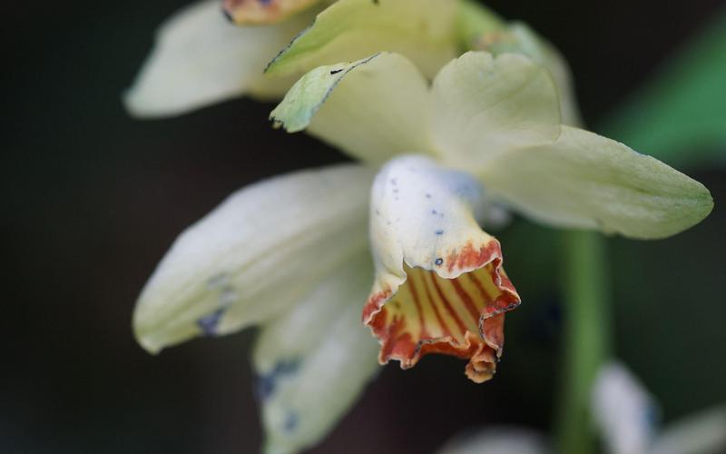 黄花鹤顶兰怎么分株，黄花鹤顶兰的根部样子-第4张图片-优品飞百科