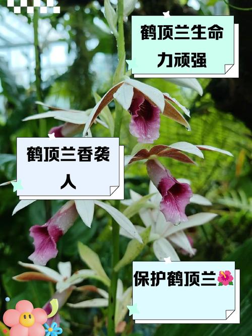 黄花鹤顶兰怎么分株，黄花鹤顶兰的根部样子-第5张图片-优品飞百科