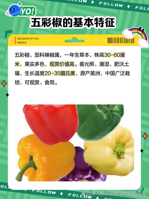 阳台种五彩椒，阳台种五彩椒好不好-第1张图片-优品飞百科