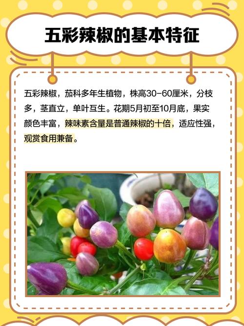 阳台种五彩椒，阳台种五彩椒好不好-第2张图片-优品飞百科