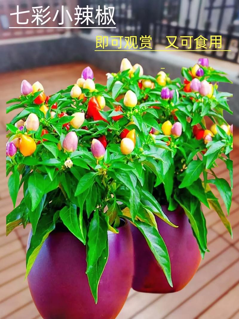阳台种五彩椒，阳台种五彩椒好不好-第3张图片-优品飞百科