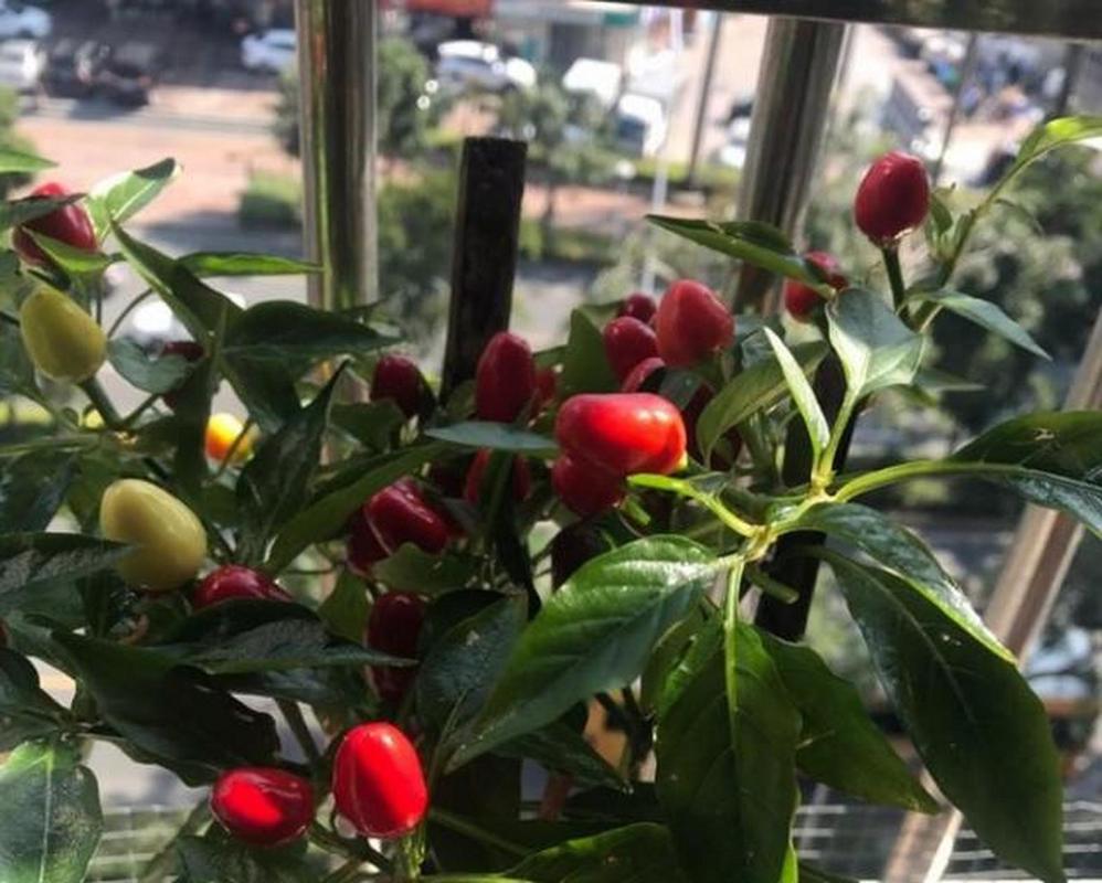 阳台种五彩椒，阳台种五彩椒好不好-第4张图片-优品飞百科