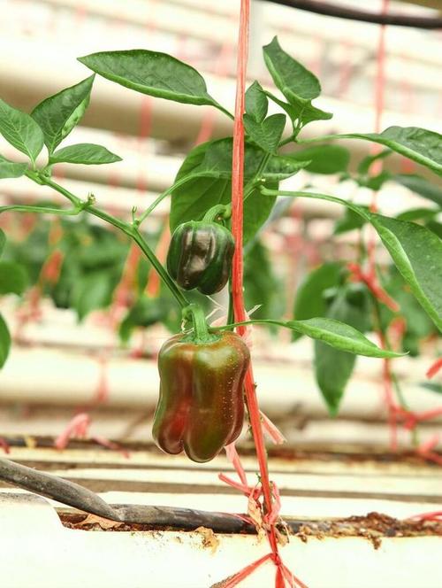 阳台种五彩椒，阳台种五彩椒好不好-第5张图片-优品飞百科