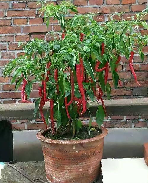 阳台种五彩椒，阳台种五彩椒好不好-第6张图片-优品飞百科