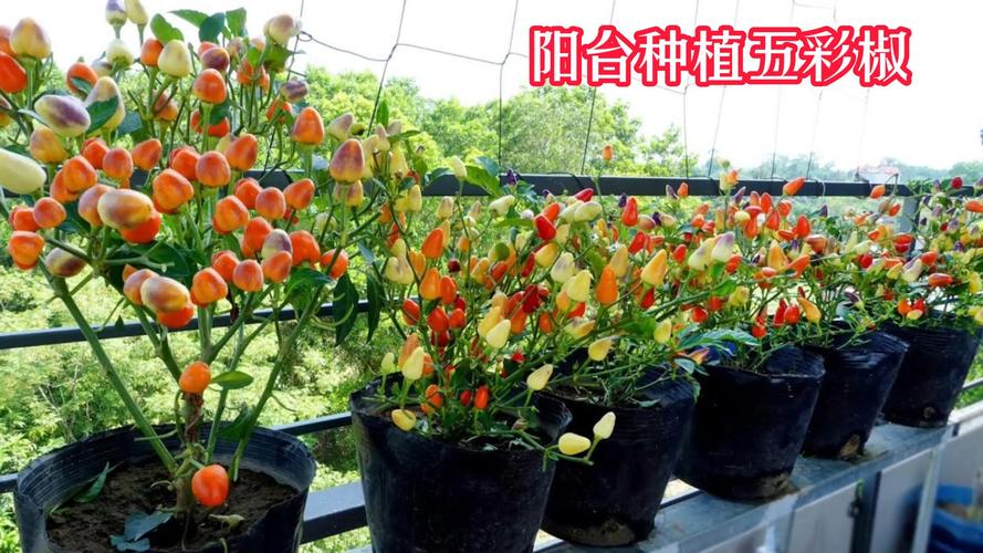 阳台种五彩椒，阳台种五彩椒好不好-第7张图片-优品飞百科
