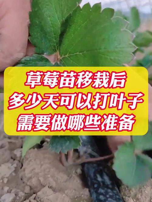 草莓几月份移栽比较好,草莓几月份移栽比较好成活率高?-第1张图片-优品飞百科 草莓几月份移栽比较好,草莓几月份移栽比较好成活率高?-第1张图片-优品飞百科