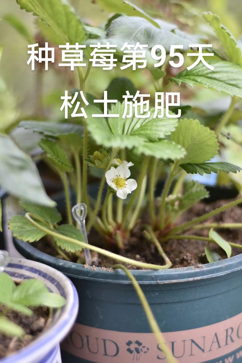 草莓几月份移栽比较好,草莓几月份移栽比较好成活率高?-第3张图片-优品飞百科 草莓几月份移栽比较好,草莓几月份移栽比较好成活率高?-第3张图片-优品飞百科