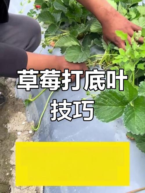 草莓几月份移栽比较好,草莓几月份移栽比较好成活率高?-第4张图片-优品飞百科 草莓几月份移栽比较好,草莓几月份移栽比较好成活率高?-第4张图片-优品飞百科