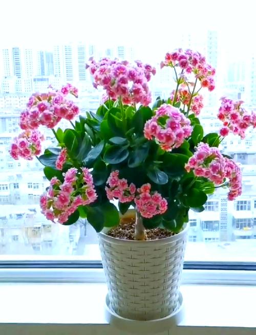 长寿花换盆后要浇水吗，长寿花换盆后要浇水吗为什么？