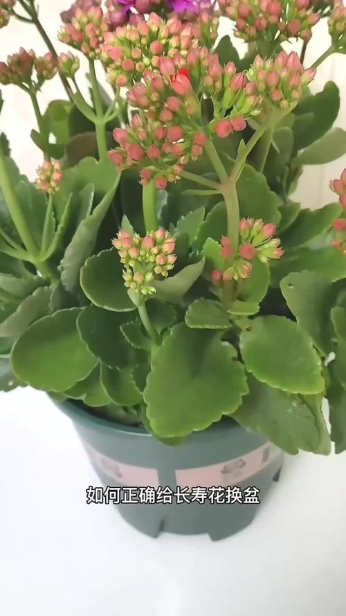 长寿花换盆后要浇水吗,长寿花换盆后要浇水吗为什么?-第2张图片-优品飞百科 长寿花换盆后要浇水吗,长寿花换盆后要浇水吗为什么?-第2张图片-优品飞百科