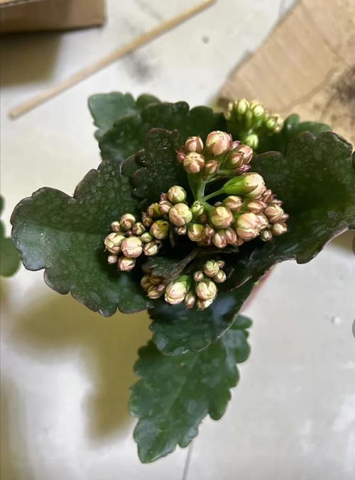 长寿花换盆后要浇水吗,长寿花换盆后要浇水吗为什么?-第3张图片-优品飞百科 长寿花换盆后要浇水吗,长寿花换盆后要浇水吗为什么?-第3张图片-优品飞百科