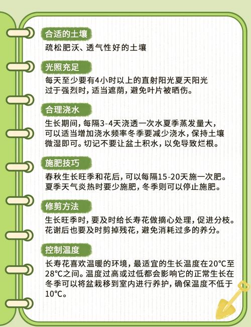 长寿花换盆后要浇水吗,长寿花换盆后要浇水吗为什么?-第4张图片-优品飞百科 长寿花换盆后要浇水吗,长寿花换盆后要浇水吗为什么?-第4张图片-优品飞百科