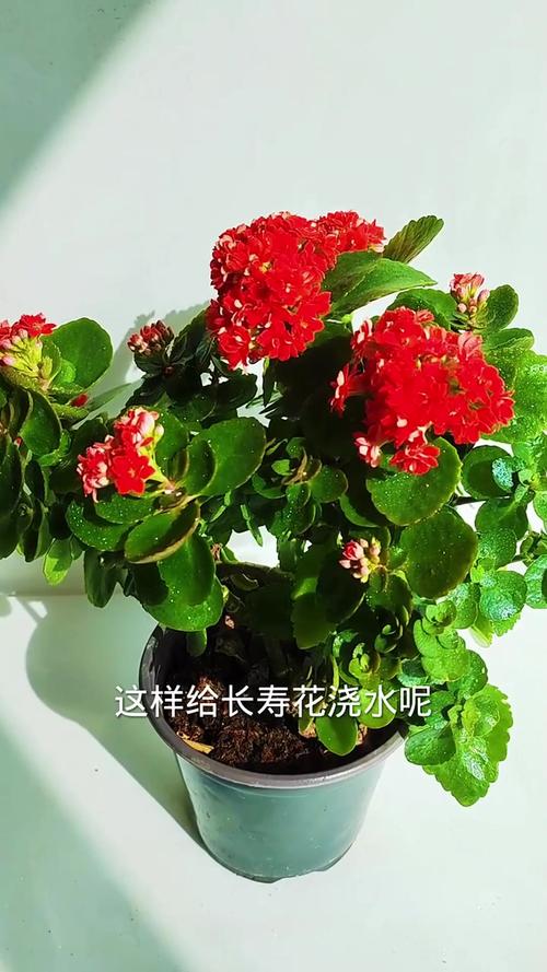 长寿花换盆后要浇水吗,长寿花换盆后要浇水吗为什么?-第6张图片-优品飞百科 长寿花换盆后要浇水吗,长寿花换盆后要浇水吗为什么?-第6张图片-优品飞百科