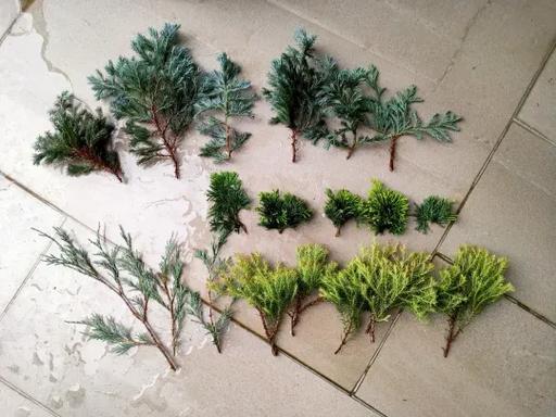 柏树扦插时间与方法，柏树什么时间扦插多长时间了能生根？-第1张图片-优品飞百科