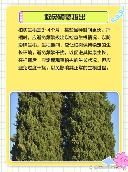 柏树扦插时间与方法，柏树什么时间扦插多长时间了能生根？-第4张图片-优品飞百科