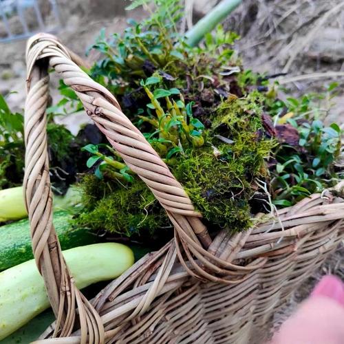 石斛兰如何施肥，石斛兰如何施肥比较好-第1张图片-优品飞百科