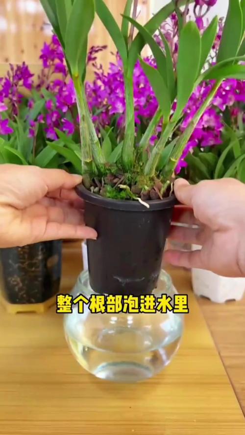 石斛兰如何施肥，石斛兰如何施肥比较好-第3张图片-优品飞百科