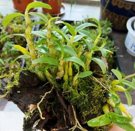 石斛兰如何施肥，石斛兰如何施肥比较好-第2张图片-优品飞百科