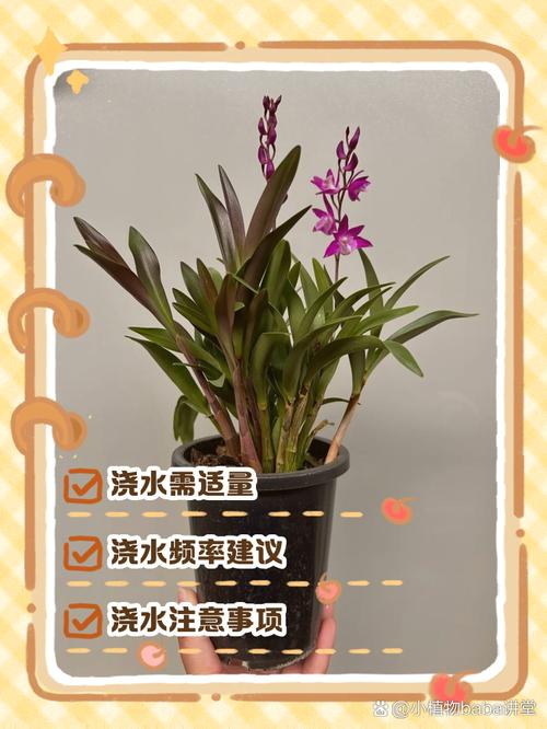 石斛兰如何施肥，石斛兰如何施肥比较好-第4张图片-优品飞百科