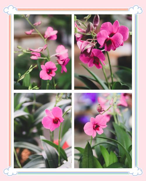 石斛兰如何施肥，石斛兰如何施肥比较好-第5张图片-优品飞百科