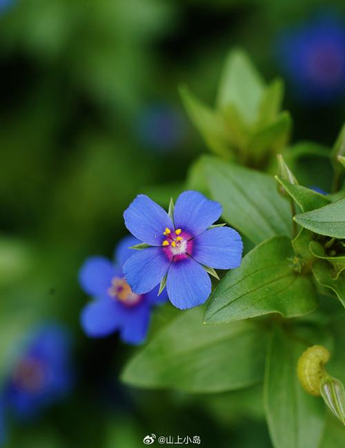 繁缕的养殖方法?繁缕用什么药效果比较好?-第1张图片-优品飞百科 繁缕的养殖方法?繁缕用什么药效果比较好?-第1张图片-优品飞百科