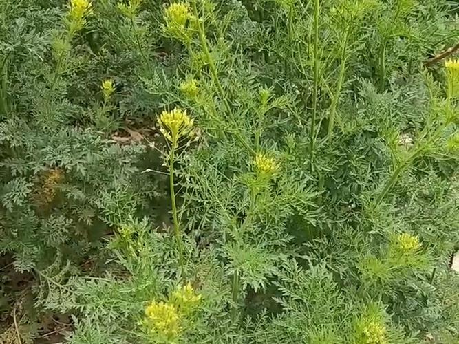 繁缕的养殖方法?繁缕用什么药效果比较好?-第2张图片-优品飞百科 繁缕的养殖方法?繁缕用什么药效果比较好?-第2张图片-优品飞百科