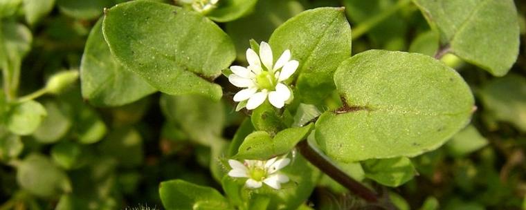 繁缕的养殖方法?繁缕用什么药效果比较好?-第4张图片-优品飞百科 繁缕的养殖方法?繁缕用什么药效果比较好?-第4张图片-优品飞百科