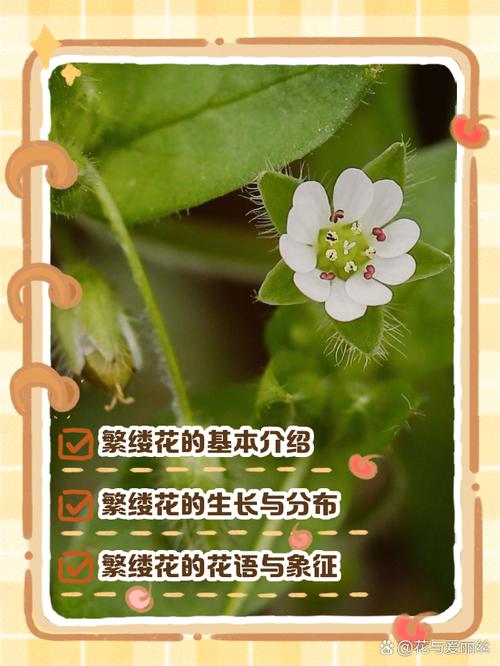 繁缕的养殖方法?繁缕用什么药效果比较好?-第8张图片-优品飞百科 繁缕的养殖方法?繁缕用什么药效果比较好?-第8张图片-优品飞百科