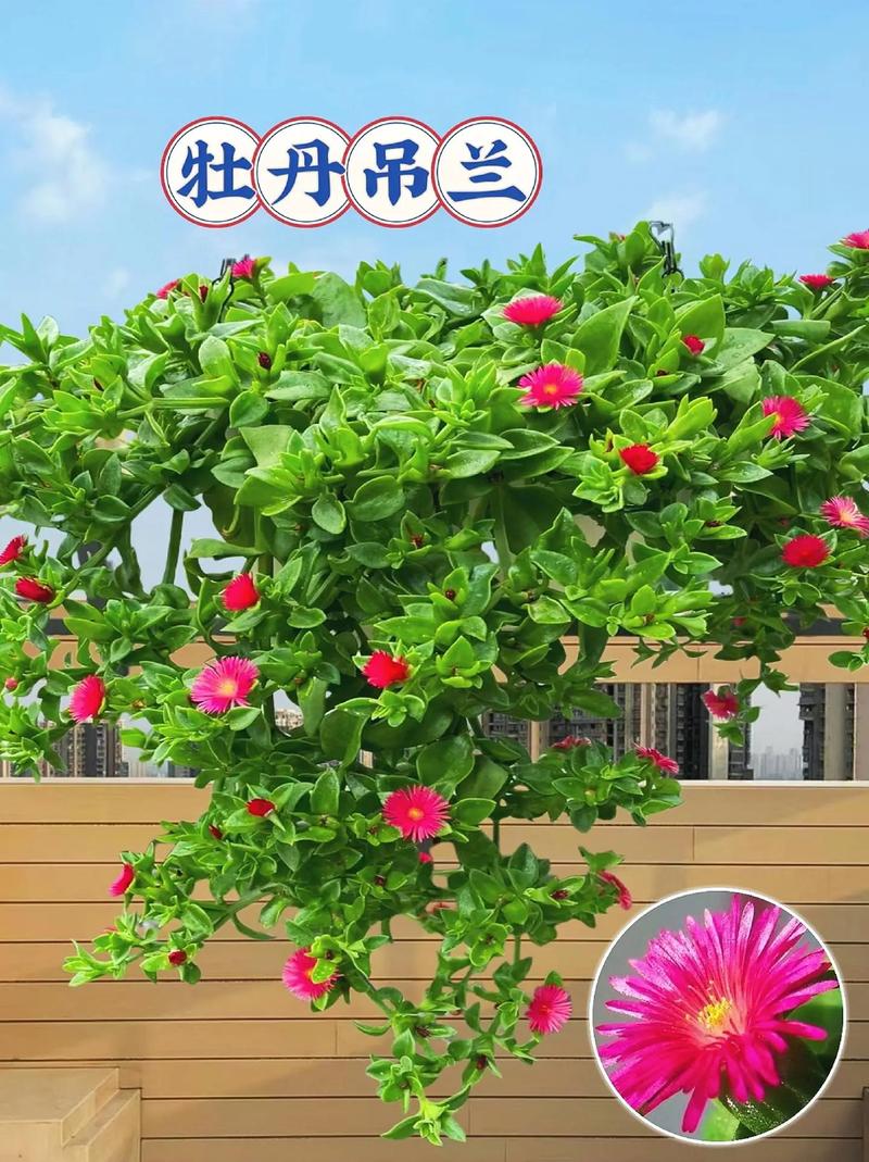 牡丹吊兰怎么浇水？牡丹吊兰浇水是浇叶子还是浇根部？-第1张图片-优品飞百科