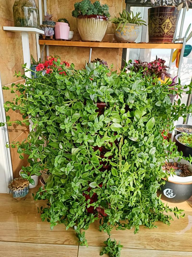 牡丹吊兰怎么浇水？牡丹吊兰浇水是浇叶子还是浇根部？-第2张图片-优品飞百科