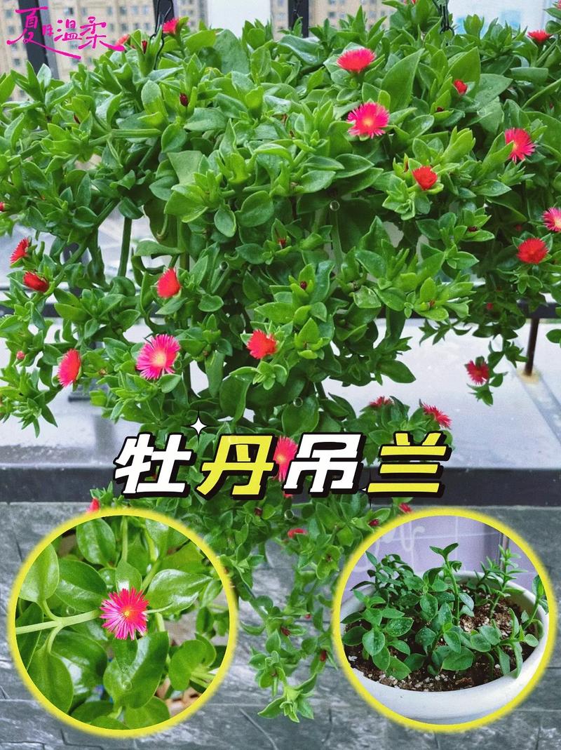 牡丹吊兰怎么浇水？牡丹吊兰浇水是浇叶子还是浇根部？-第3张图片-优品飞百科