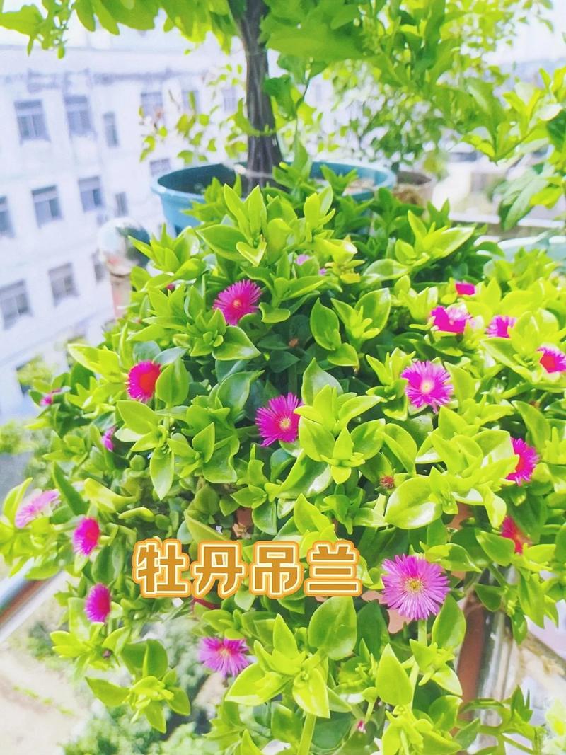 牡丹吊兰怎么浇水？牡丹吊兰浇水是浇叶子还是浇根部？-第4张图片-优品飞百科