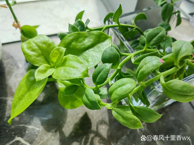 牡丹吊兰怎么浇水？牡丹吊兰浇水是浇叶子还是浇根部？-第6张图片-优品飞百科