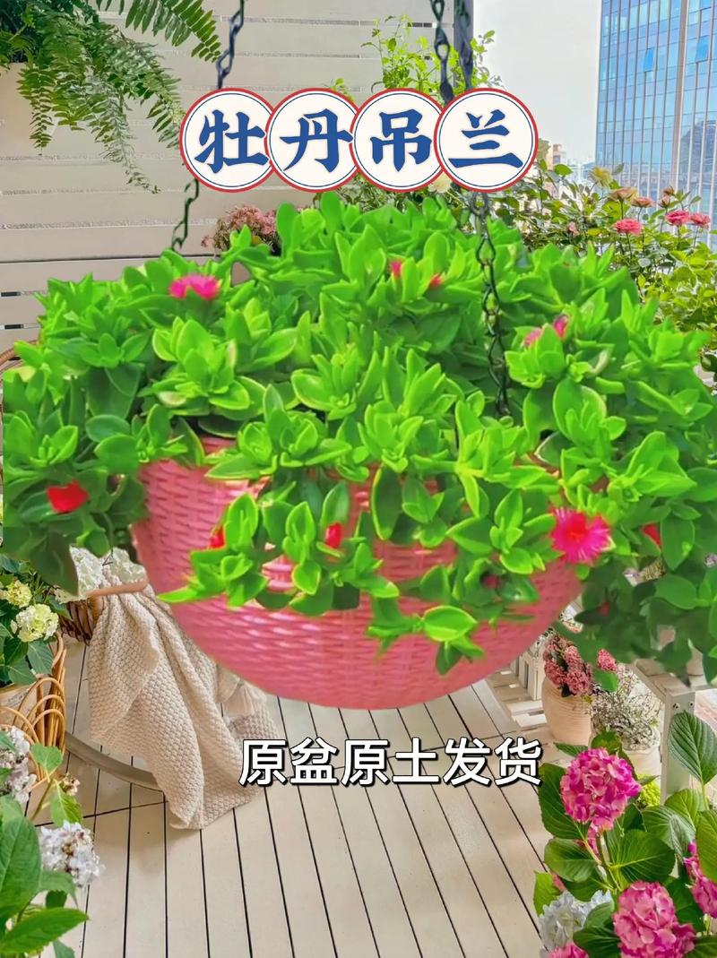 牡丹吊兰怎么浇水？牡丹吊兰浇水是浇叶子还是浇根部？-第7张图片-优品飞百科