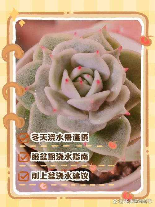 多肉植物多久浇一次水，多肉植物多久浇一次水合适?-第1张图片-优品飞百科