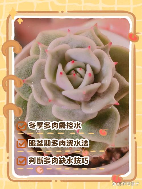 多肉植物多久浇一次水，多肉植物多久浇一次水合适?-第2张图片-优品飞百科