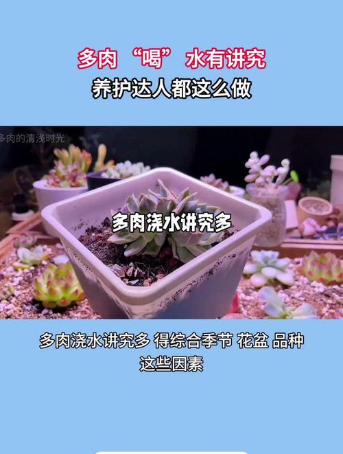 多肉植物多久浇一次水，多肉植物多久浇一次水合适?-第4张图片-优品飞百科