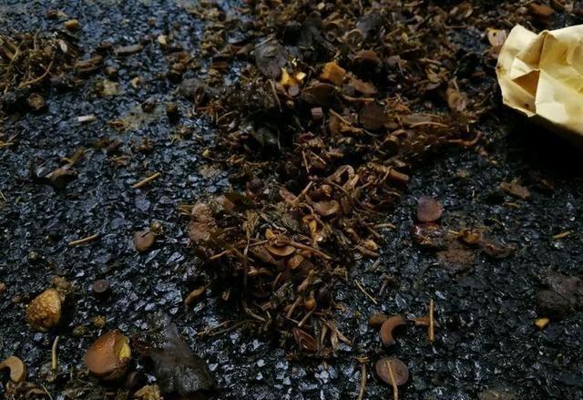 木头渣子竟是养花宝贝，木头渣子的用途-第3张图片-优品飞百科