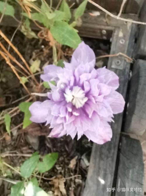 木头渣子竟是养花宝贝，木头渣子的用途-第4张图片-优品飞百科