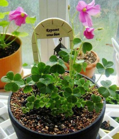 木头渣子竟是养花宝贝，木头渣子的用途-第8张图片-优品飞百科