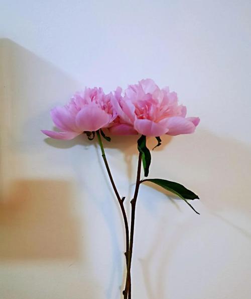 芍药如何过冬，芍药怎样过冬？-第1张图片-优品飞百科