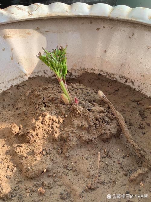 芍药如何过冬，芍药怎样过冬？-第3张图片-优品飞百科