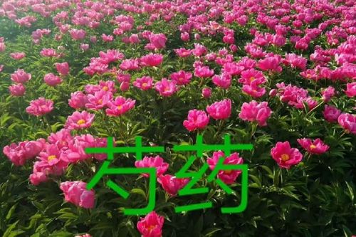 芍药如何过冬，芍药怎样过冬？-第4张图片-优品飞百科