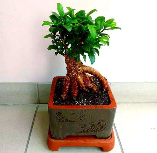 小叶榕怎么养，大琴叶榕怎么养？-第1张图片-优品飞百科