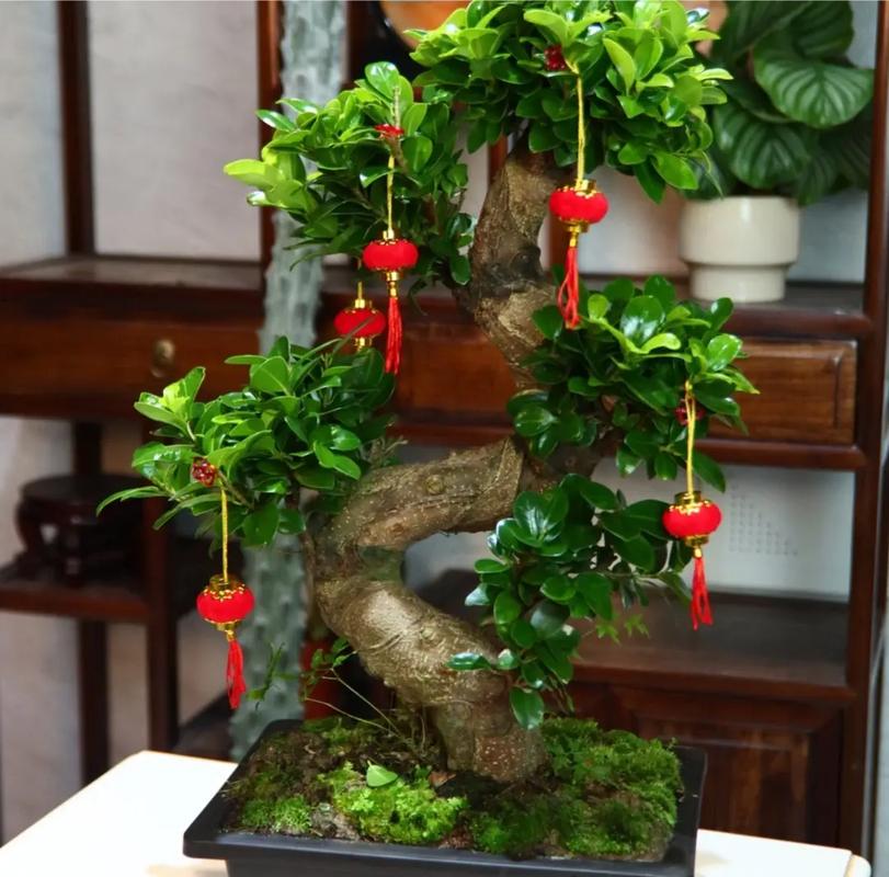 小叶榕怎么养，大琴叶榕怎么养？-第2张图片-优品飞百科