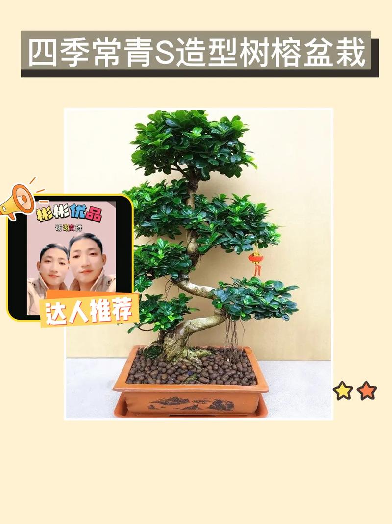 小叶榕怎么养，大琴叶榕怎么养？-第3张图片-优品飞百科